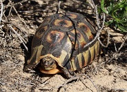 Wild tortoise